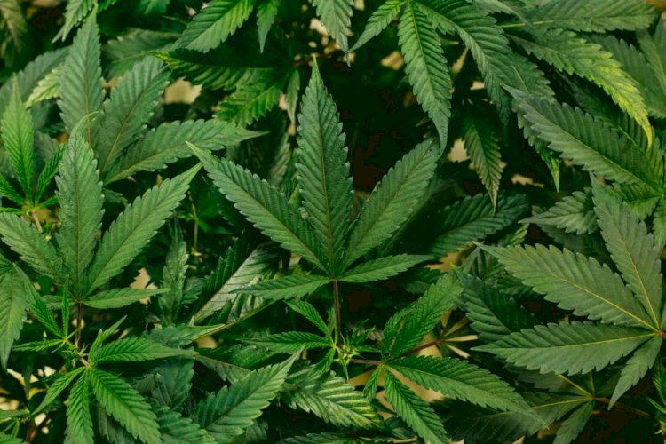 STF forma maioria para descriminalizar o porte de maconha para consumo próprio
